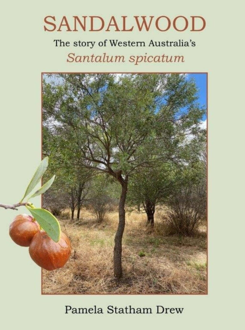 Sandalwood Story of Western Australia's Santalum Spicatum