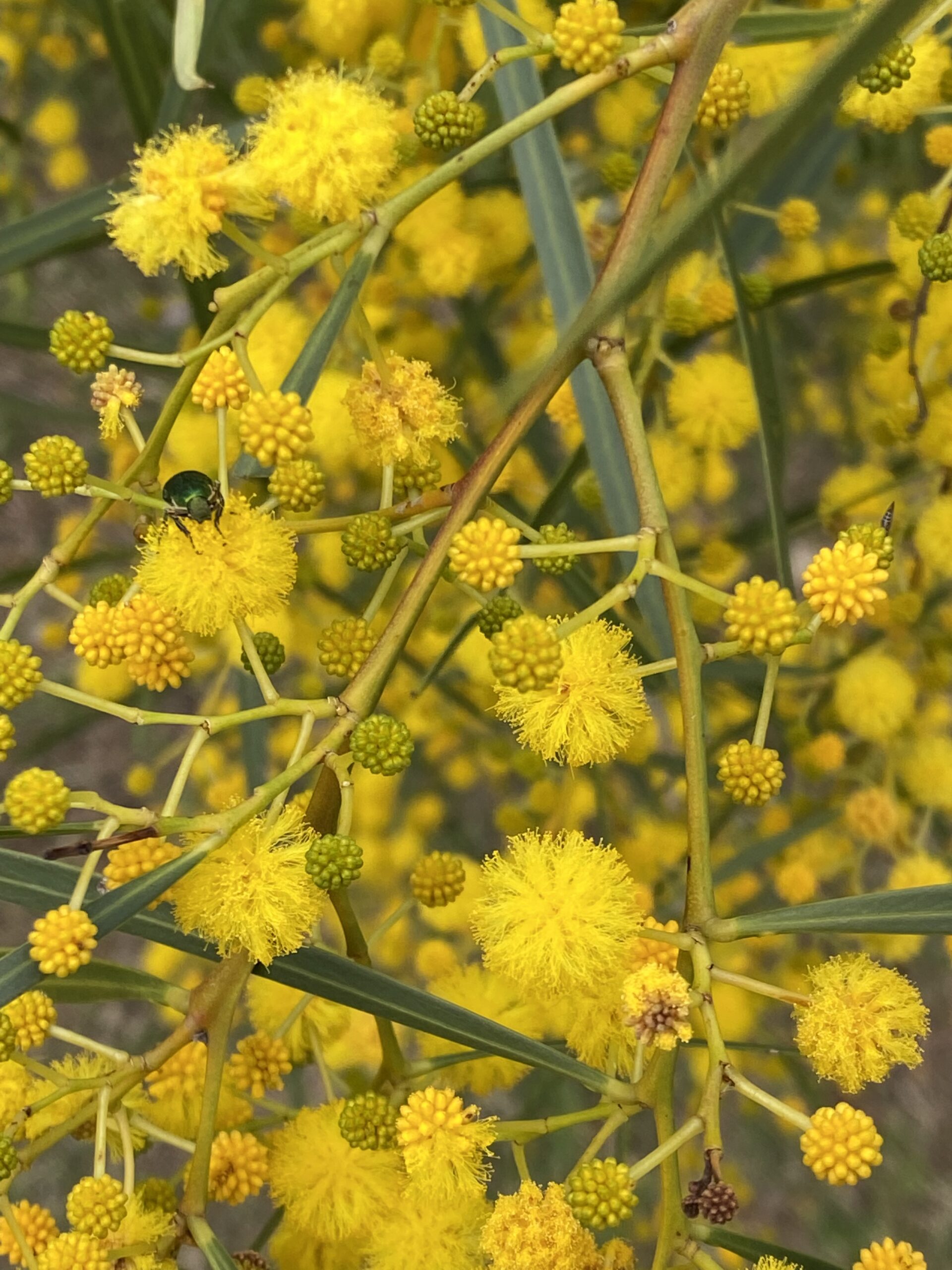 Anthea Harris – The history of Wattle Day